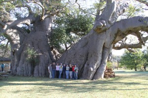worlds largest baobab IMG_3927