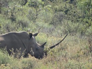 White rhino at Leshiba Wilderness